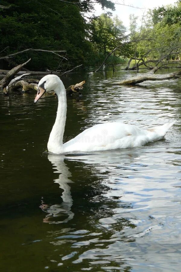 Река лебедь фото Bird, Waterway, Swan, Water Picture. Image: 100715500