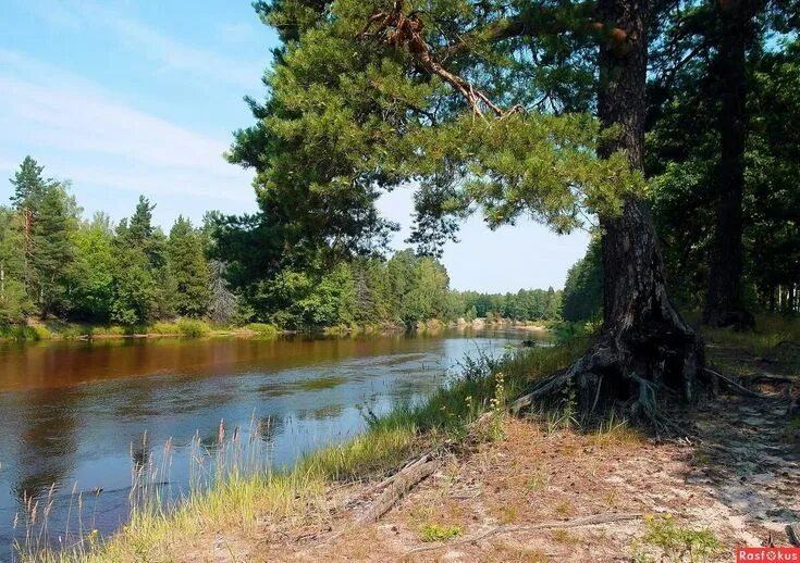 Река лух фото Лес река in 2023 Landscape, Landscape paintings, Painting