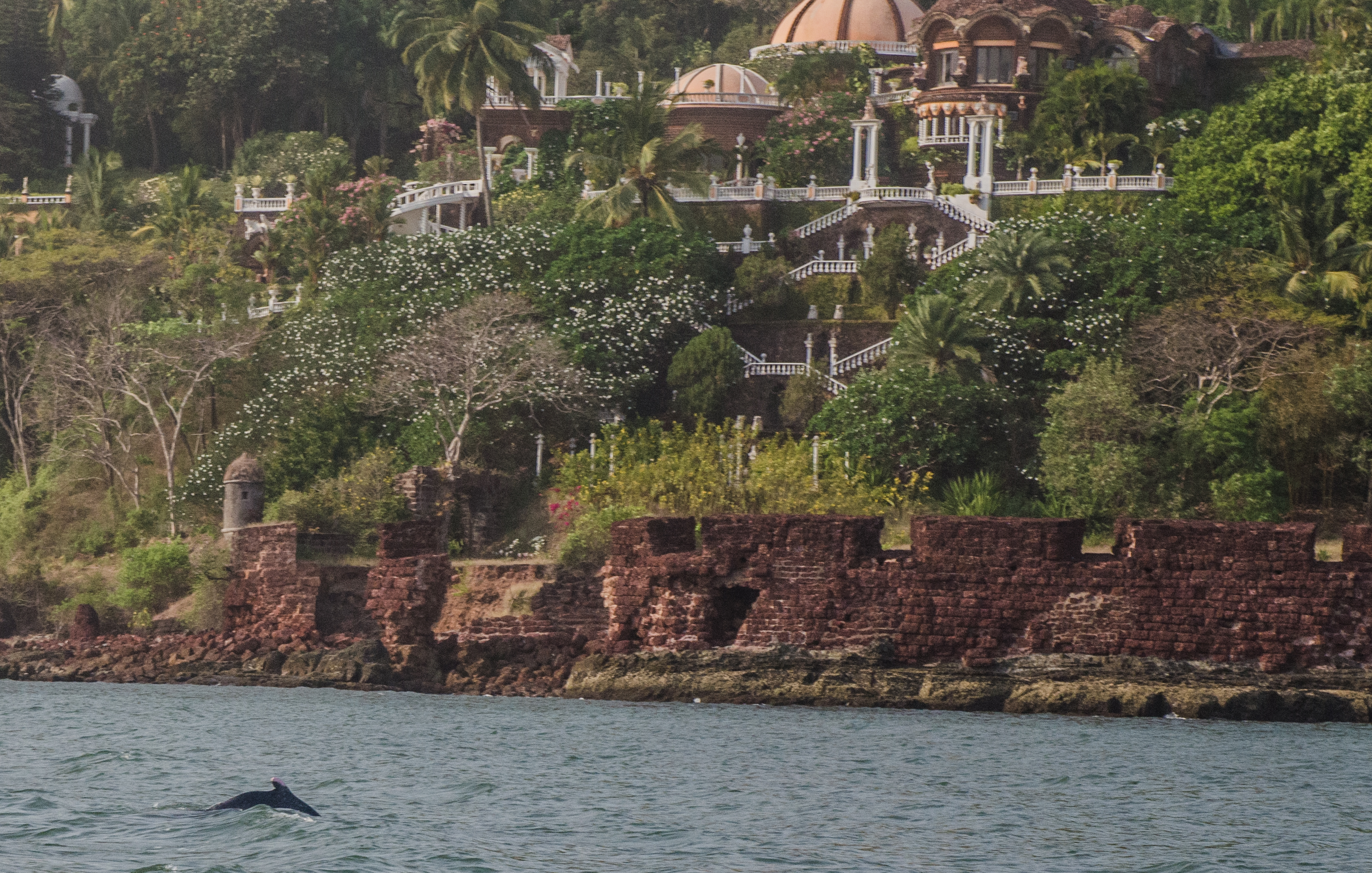 Река мандови фото File:Dolphins (16877538063).jpg - Wikimedia Commons