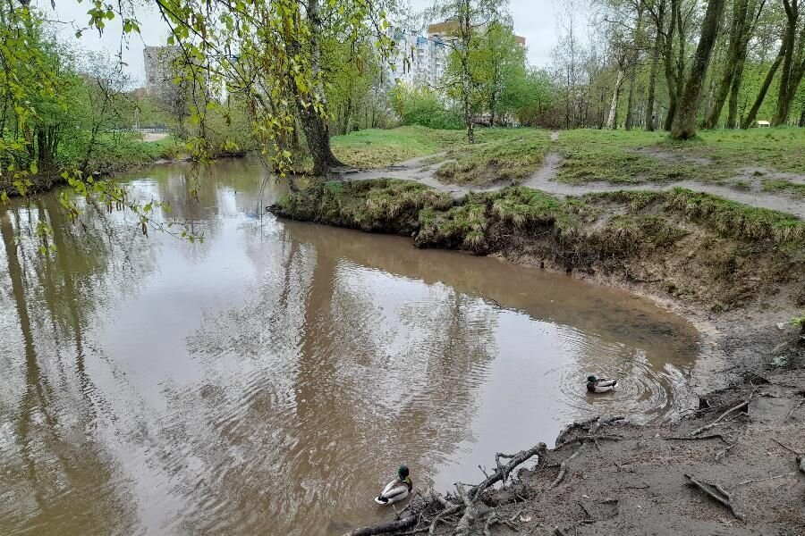 Река оккервиль фото Березы сползают в воду. В парке Есенина река размывает берега Санкт-Петербургски