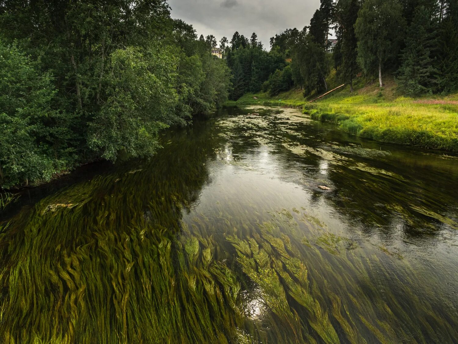 Река оредеж фото Густые локоны реки Оредеж. - конкурс "Художник - Природа" - Фотоконкурс.ру