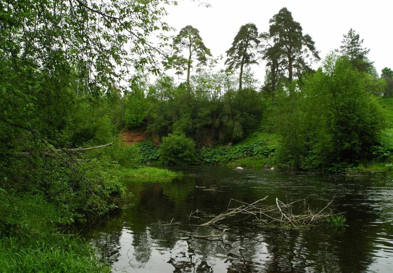 Река оредеж фото Вода реки оредеж