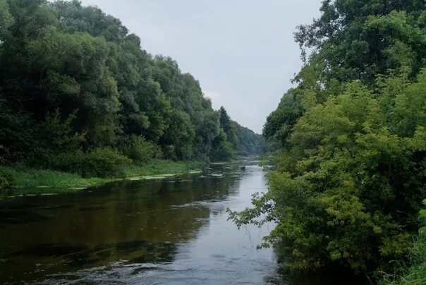 Река оскол фото Река Оскол в Белгородской области. Фотография из альбома Пруды Старого Оскола - 