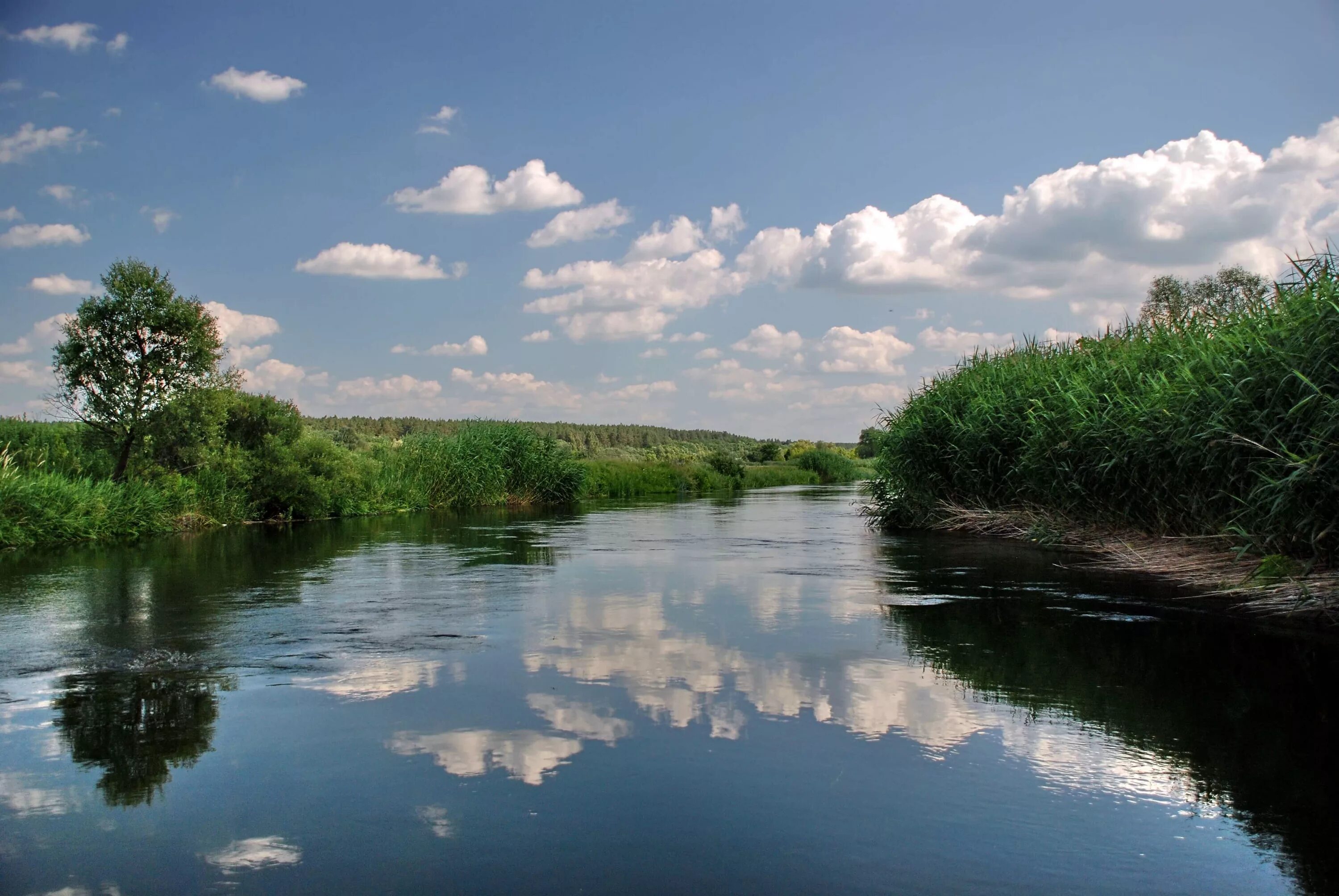 Река оскол фото The Oskol River in June 2011 Topoli - Kupyansk