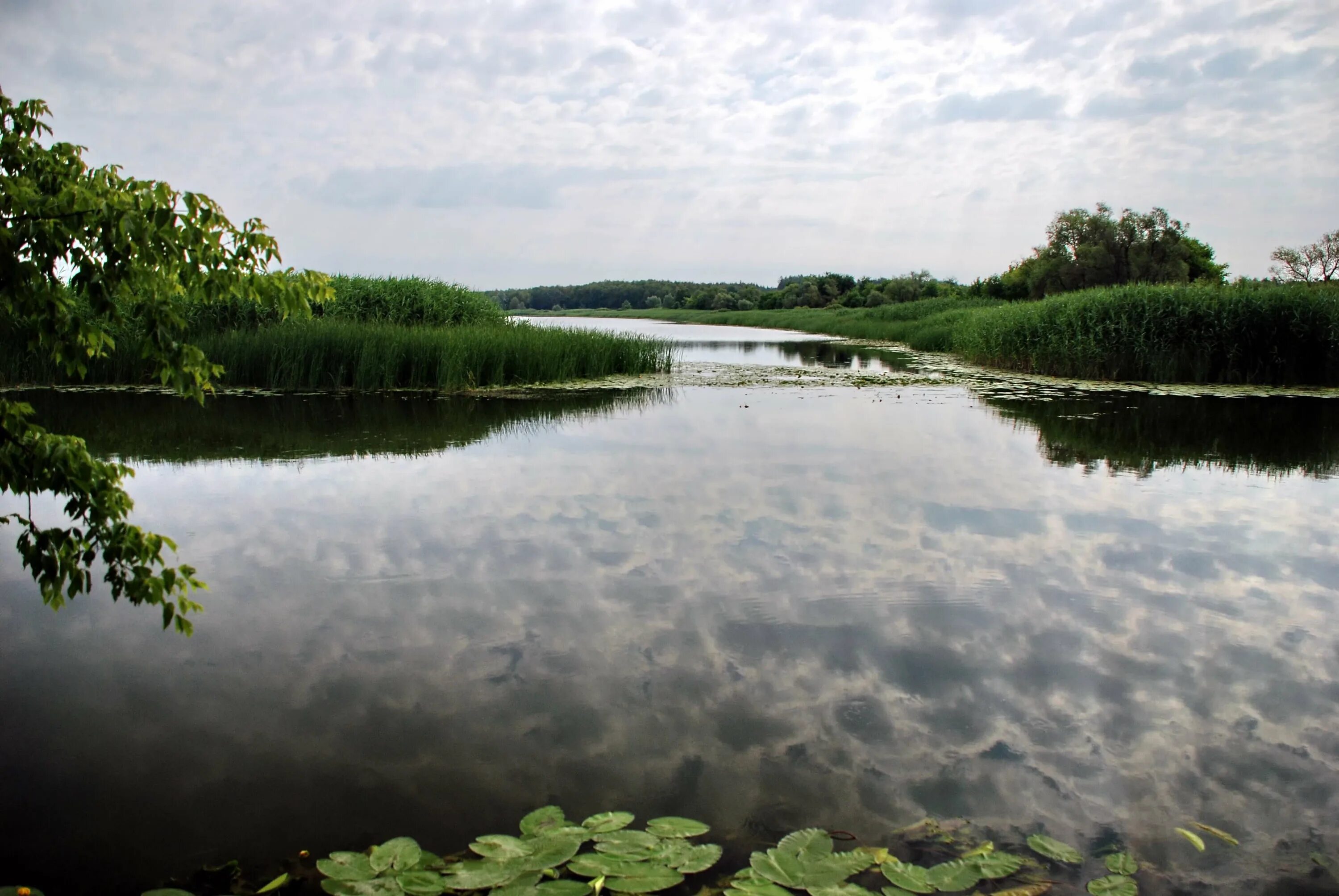 Река оскол фото The Oskol River in June 2011 Topoli - Kupyansk