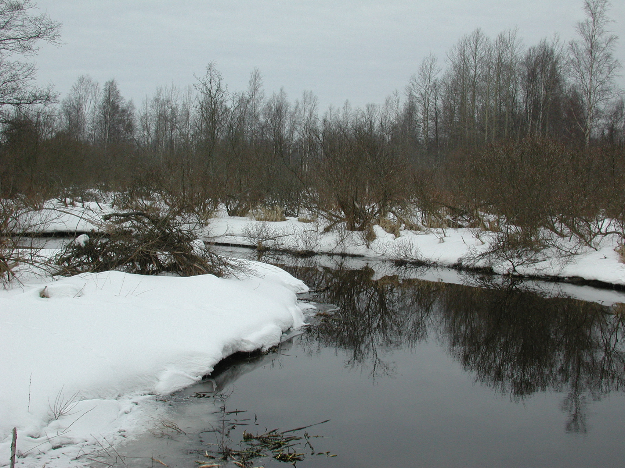 Река отзывы фото File:Черная речка - panoramio - Алексей Решетников.jpg - Wikimedia Commons