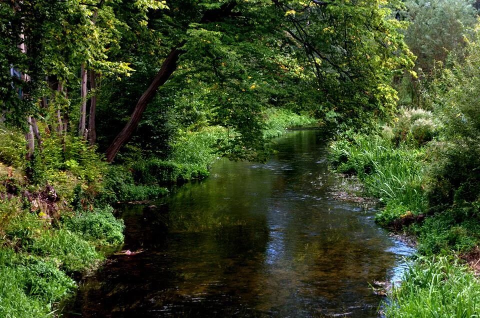 Река отзывы фото Речка / река,вода,лес