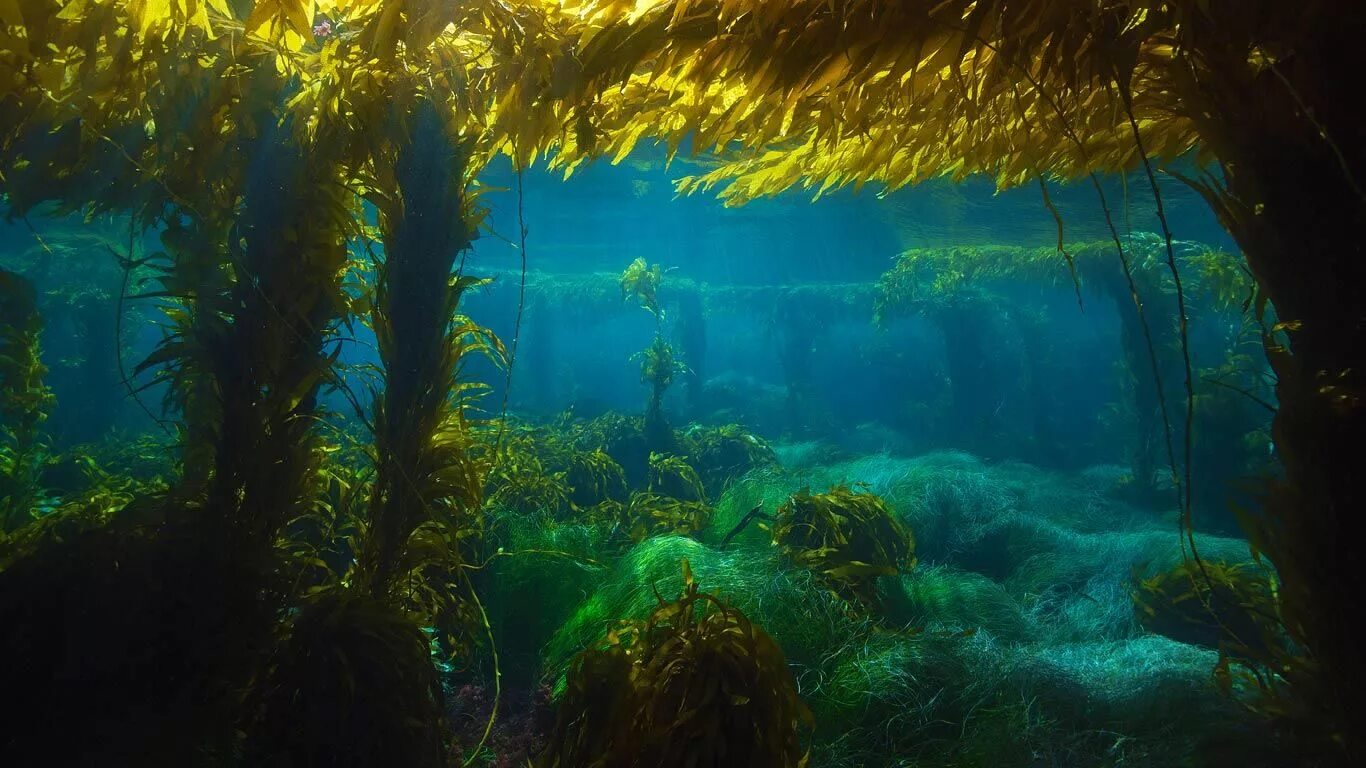 Река под водой фото Giant kelp forest near San Clemente Island, California Kelp forest, San clemente