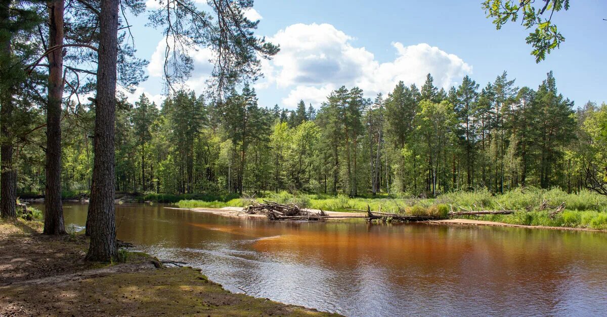 Река пра фото Река Пра в начале августа Пикабу