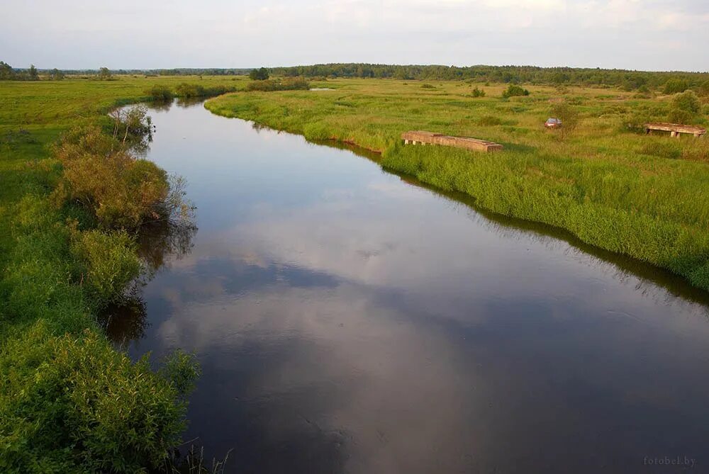 Река проня фото The rivers of Belarus. The Pronia River. The Pronya River flows through the terr