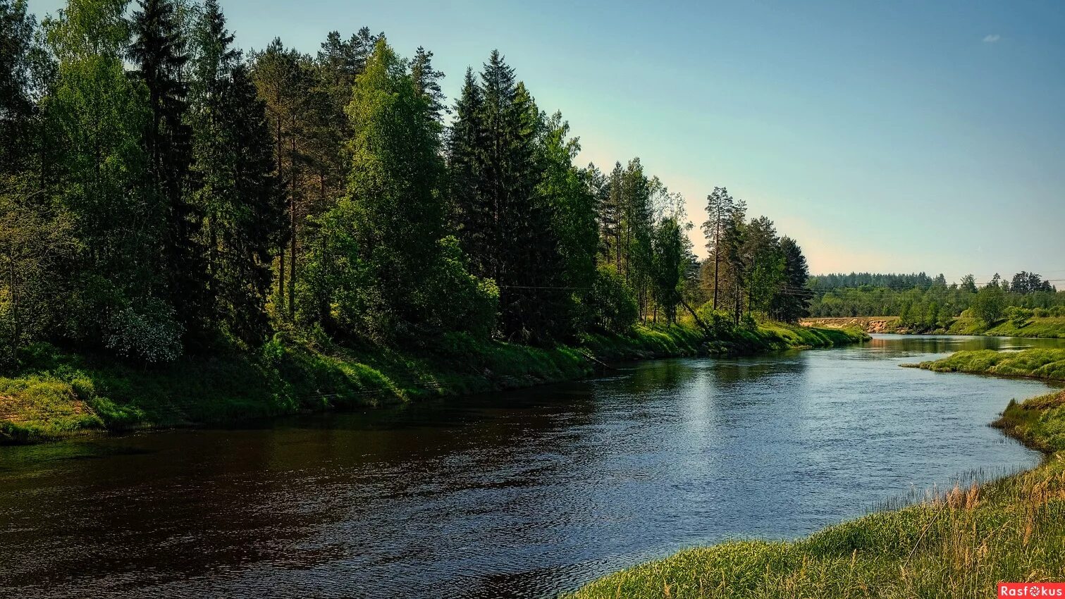 Река псковской области фото Фото: Река Плюсса. Фотолюбитель Александр Гапоненко. Пейзаж. Фотосайт Расфокус.р