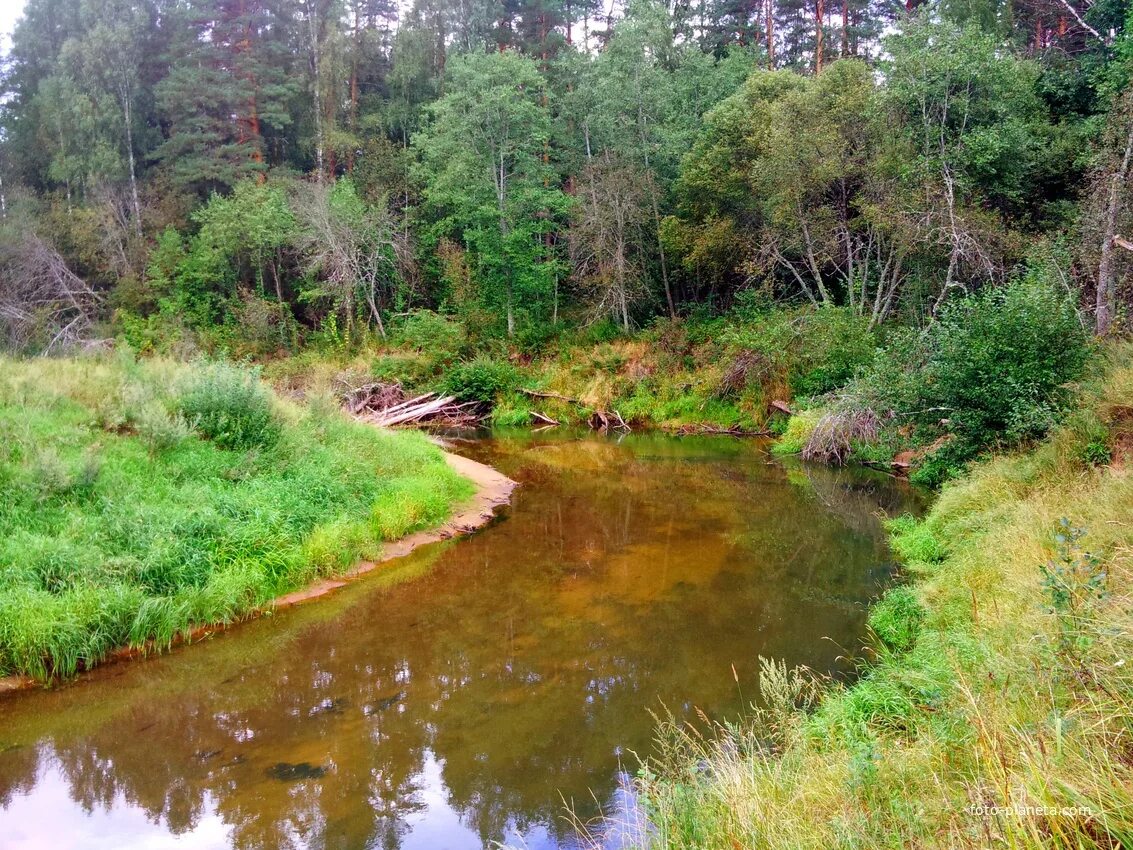 Река псковской области фото р.Люта Тросно (Плюсский район) Фотопланета