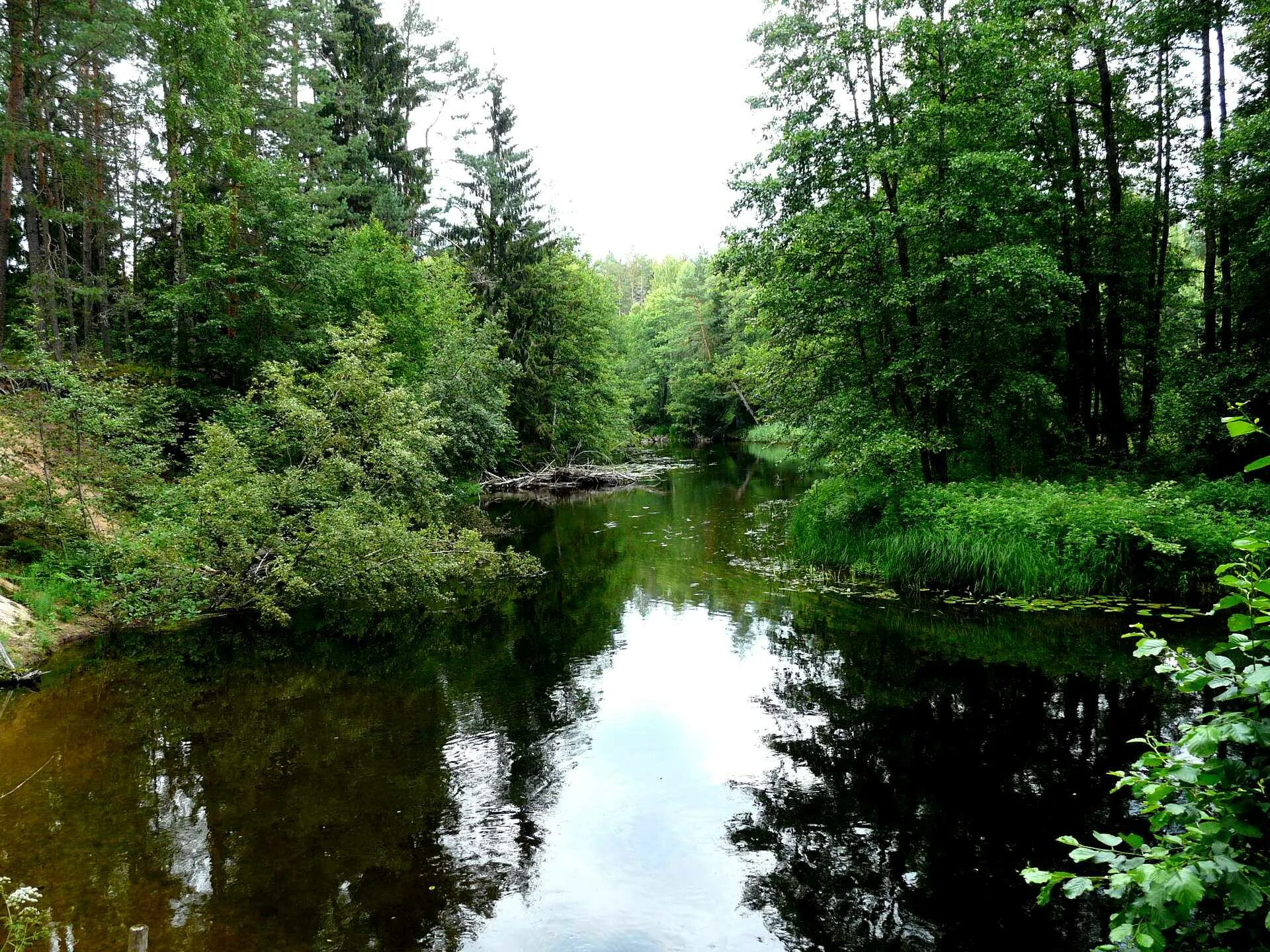 Река псковской области фото Алоль. Река Великая. ( фото) : Отчеты, истории, куда пойти