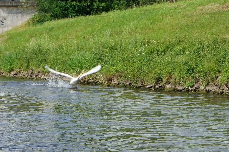 Река птицы фото Free Images - swan water flies water