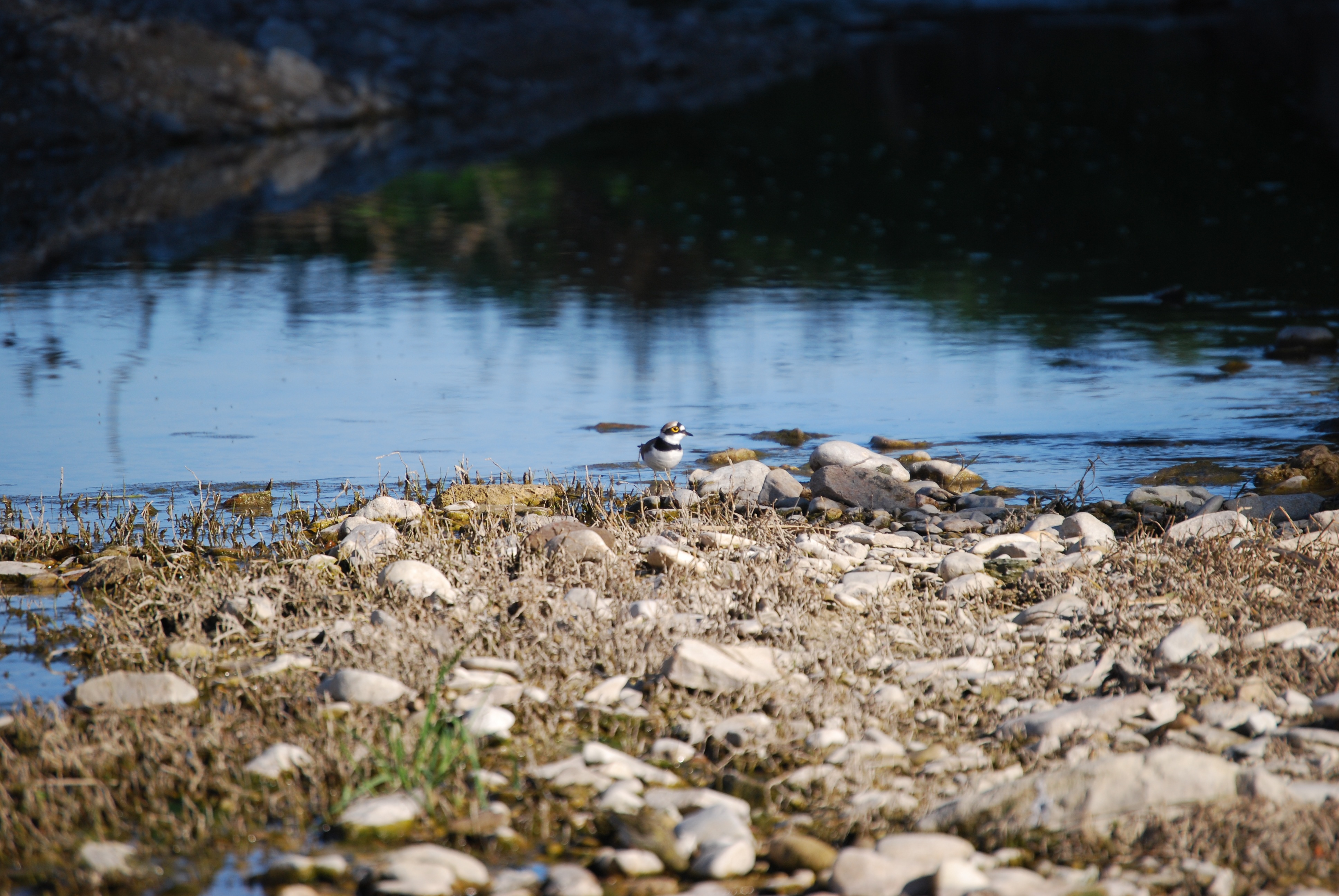 Река птицы фото Bird on the rocks by the river free image download