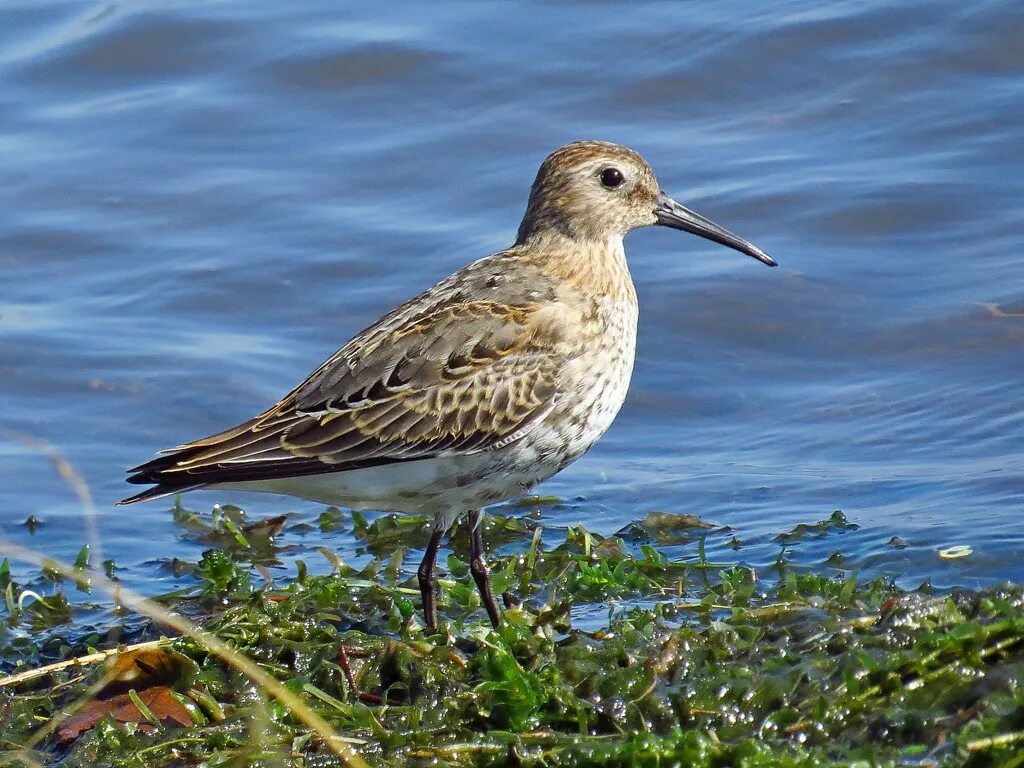 Река птицы фото Dunlin (Calidris alpina). Birds of Siberia.