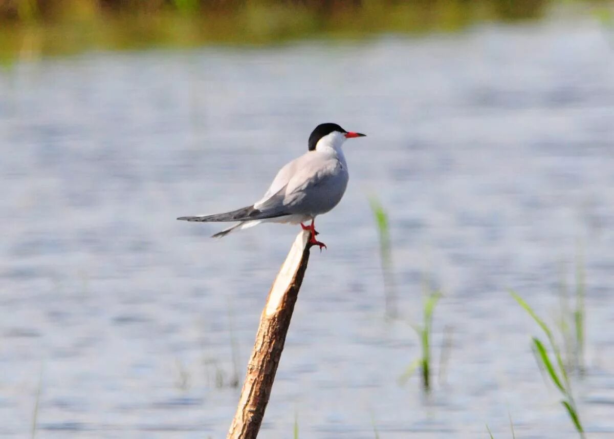 Река птицы фото Common Tern (Sterna hirundo). Birds of Siberia.