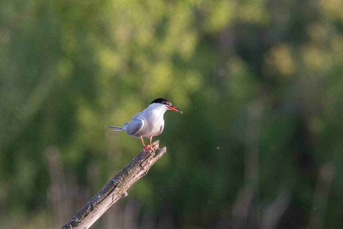 Река птицы фото Речная крачка (Sterna hirundo). Птицы Сибири.