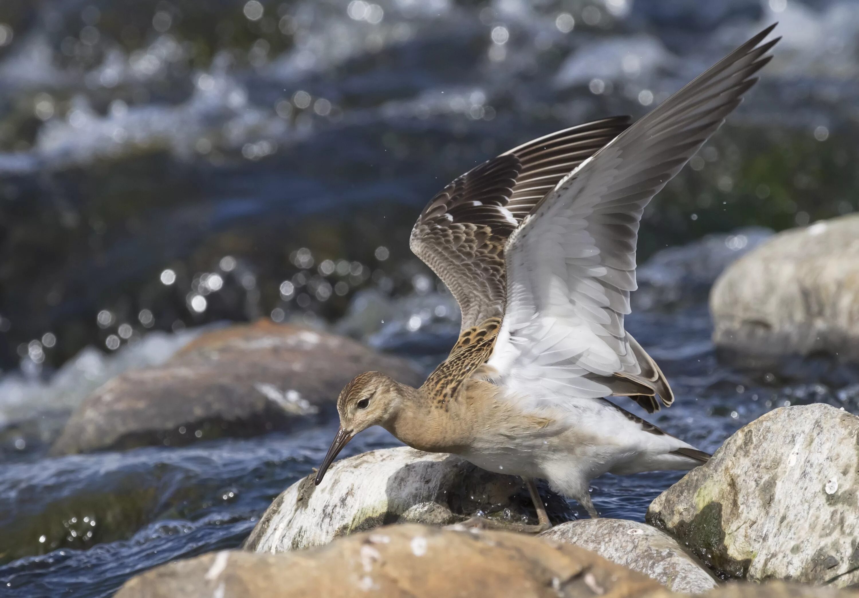 Река птицы фото Free Images : water, bird, wing, seabird, river, summer, wildlife, flow, beak, f