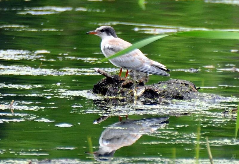 Река птицы фото Common Tern (Sterna hirundo). Birds of Siberia.