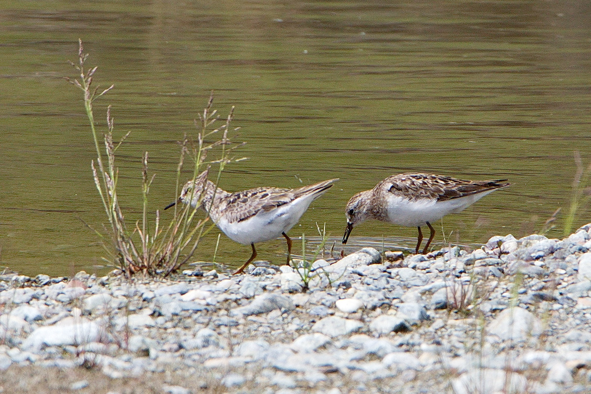 Река птицы фото Temminck's Stint (Calidris temminckii). Birds of Siberia.