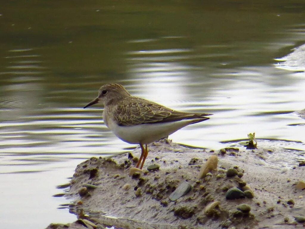 Река птицы фото Temminck's Stint (Calidris temminckii). Birds of Siberia.