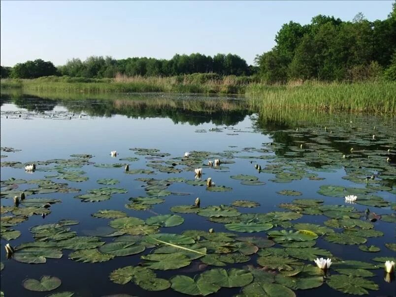 Река савала фото Река савала