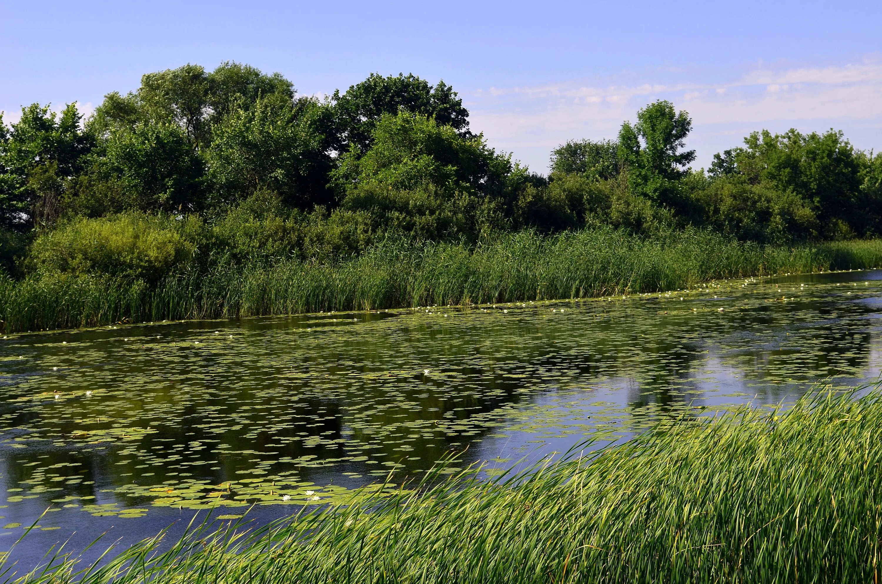 Река савала фото File:3293. Savala River.jpg - Wikimedia Commons