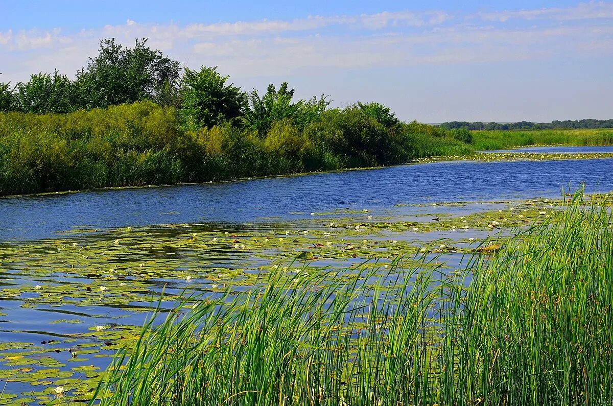 Река савала фото File:3299. Savala River.jpg - Wikimedia Commons