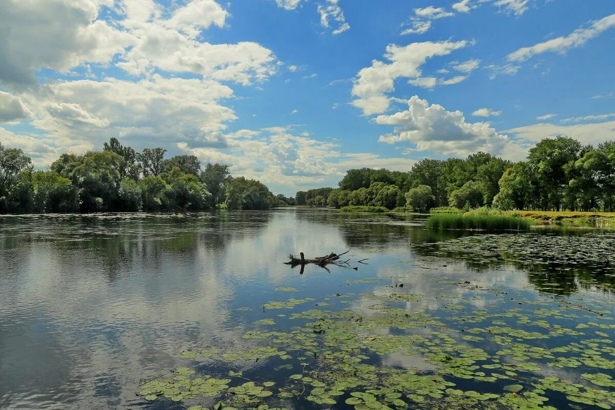 Река сейм фото курская область Речка сейм