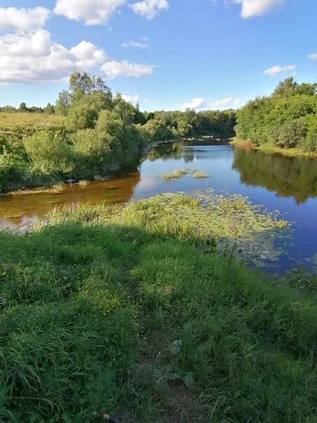 Река шелонь фото Река Шелонь. Псковская область. Воды совсем нет, и рыбы тоже, поймал пару окушко