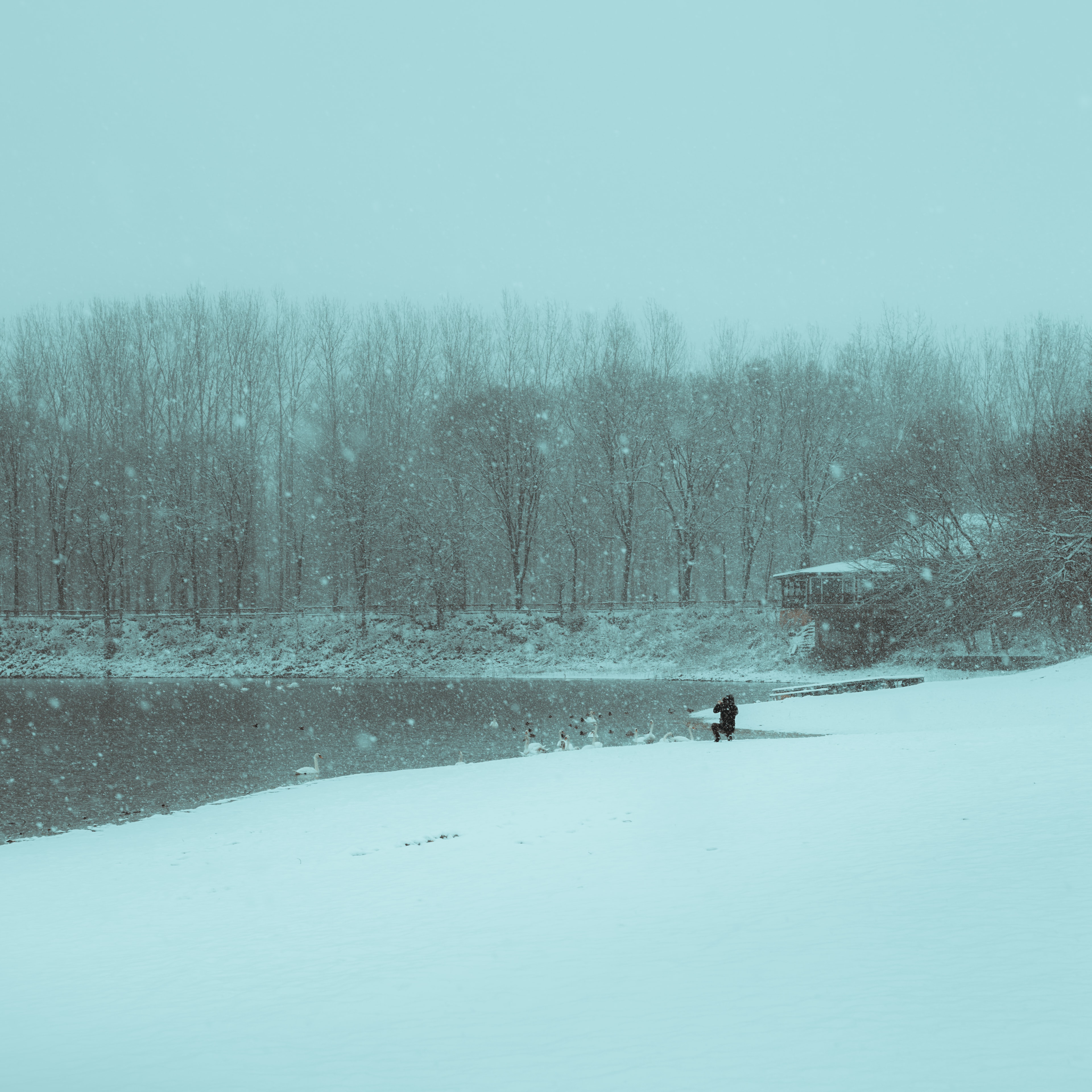 Река снежинка углегорский район фото Free picture: snowstorm, river, riverbank, snowflakes, birds, flock, snow, fores