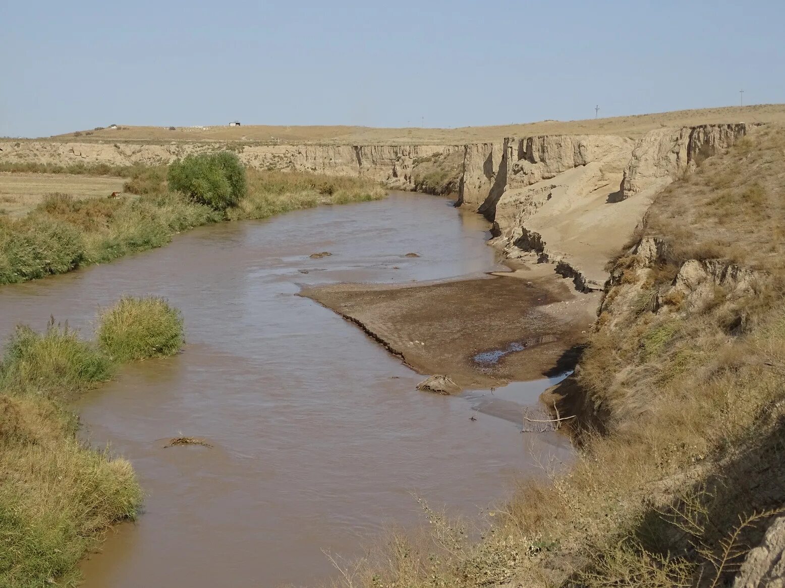 Река сырдарья фото Syr Darya Shovelnose Sturgeon Inquiries (Uzbekistan-Kazakhstan)