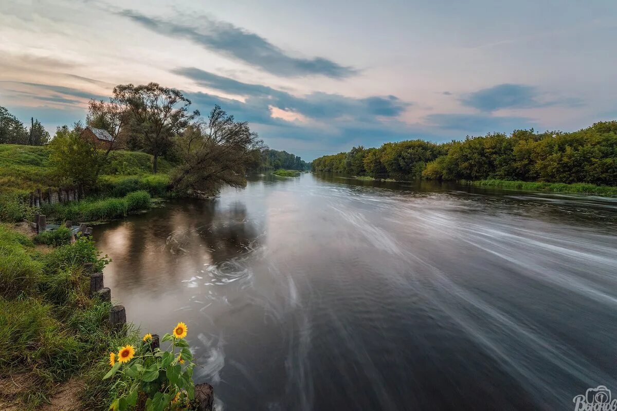 Река цна моршанск красивые фото Семья подсолнухов. Фотограф Сергей Вьюнов