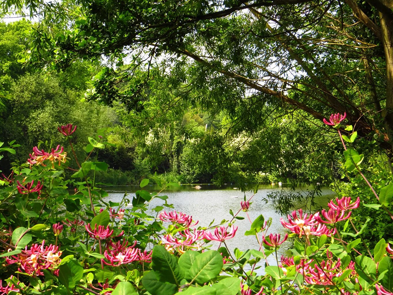 Река цветы фото Фотографии Лондон Англия Hampstead Heath Парки цветок