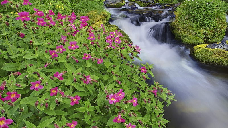 Река цветы фото Beautiful view of the river among the flowers *, zielen, kwiaty, rzeka, nature, 