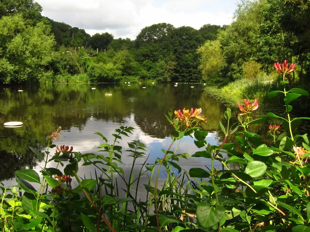 Река цветы фото The Ladies' Pond, Hampstead Heath Laura Nolte Flickr