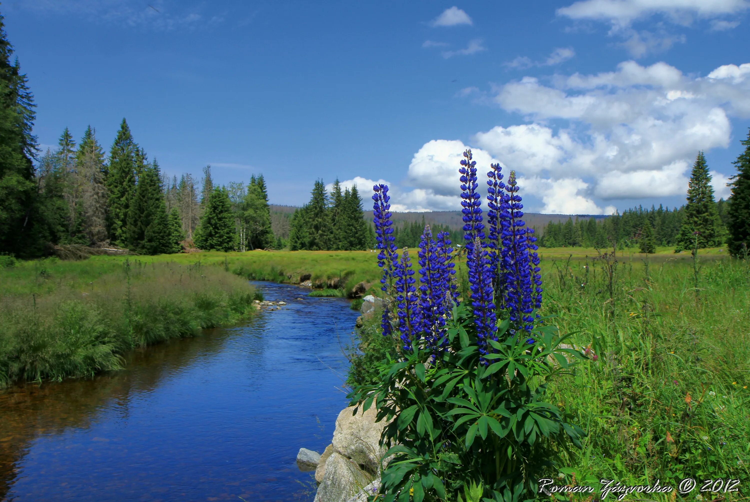 Река цветы фото Příroda Šumavy Paisajes, Parques nacionales, Naturaleza