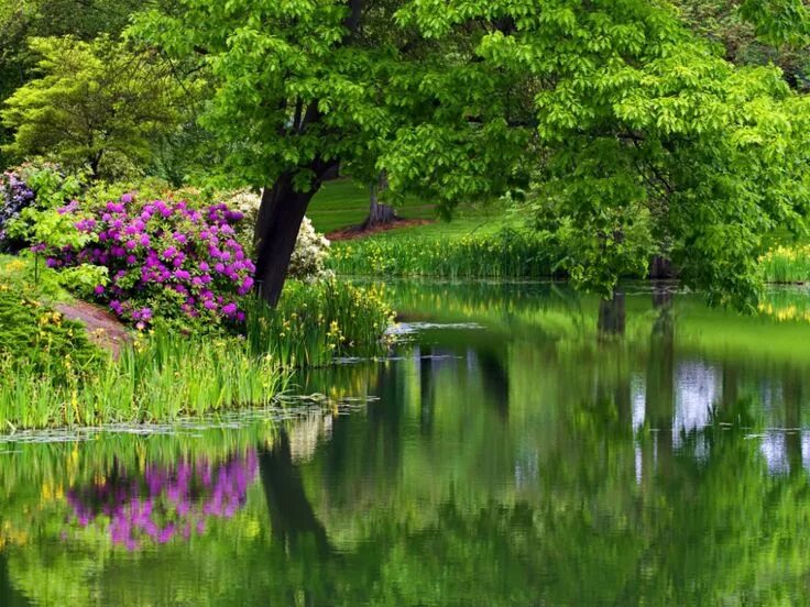 Река цветы фото Pin by татьяна чаленко on flowers Beautiful gardens, Nature, Lake garden