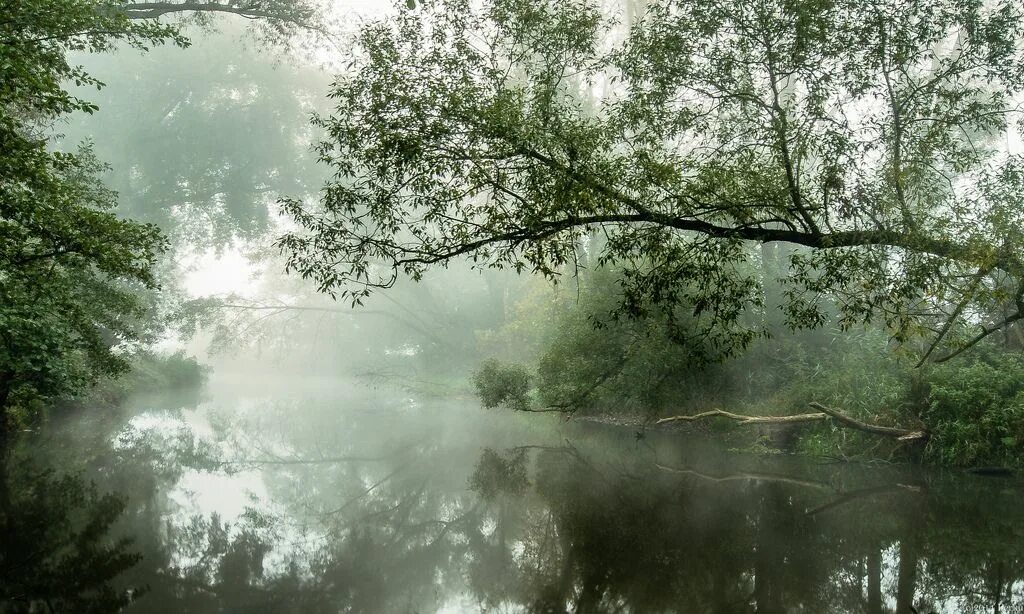 Река туманная фото Morning mist on the green river Landscape, River, Landscape photos