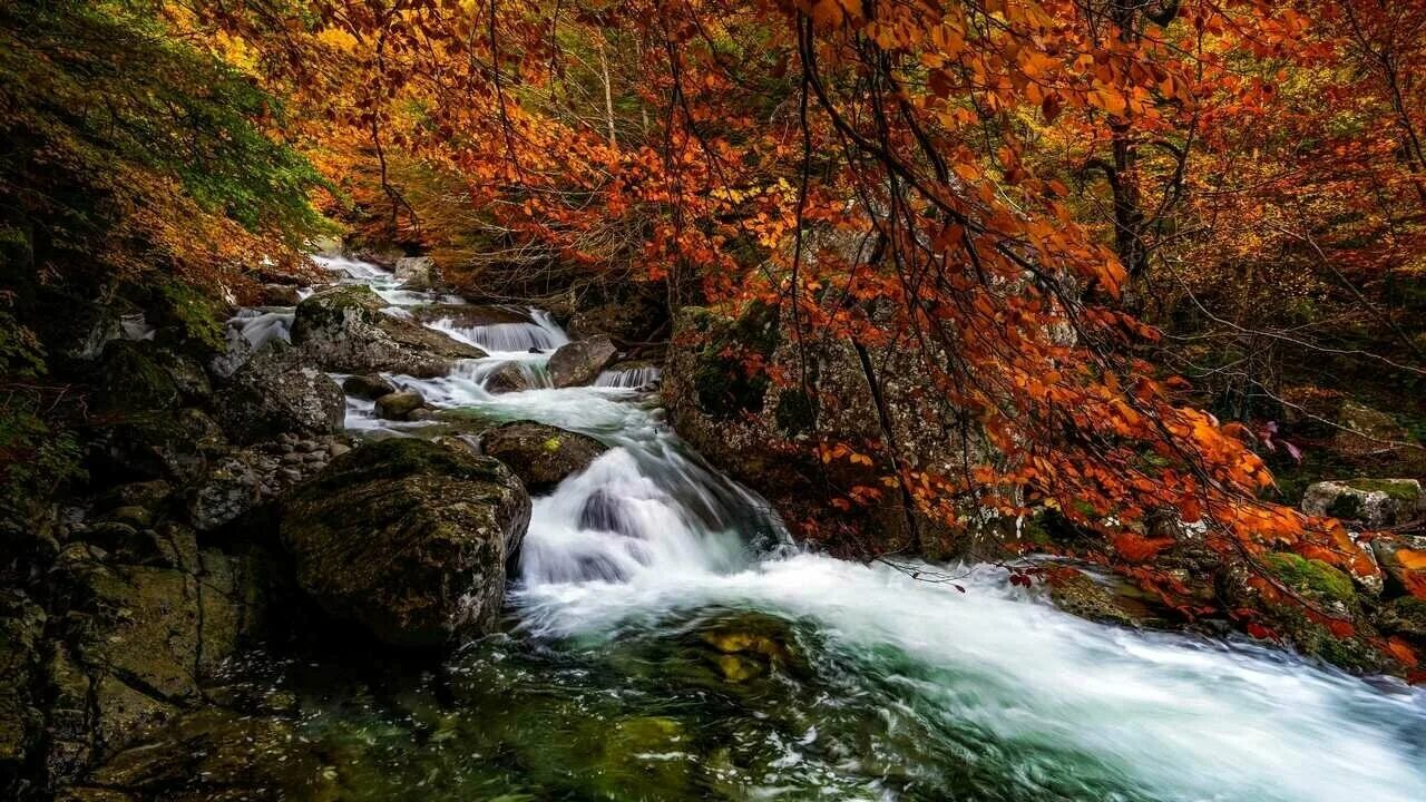 Река в лесу осенью фото Постер на холсте Река (River) № 3 52см. x 40см. - купить в интернет-магазине по 