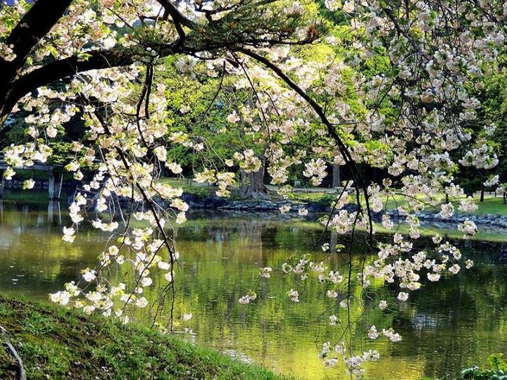 Река в цвету фото Пин от пользователя Marina на доске Nature...City...Four Seasons Природа