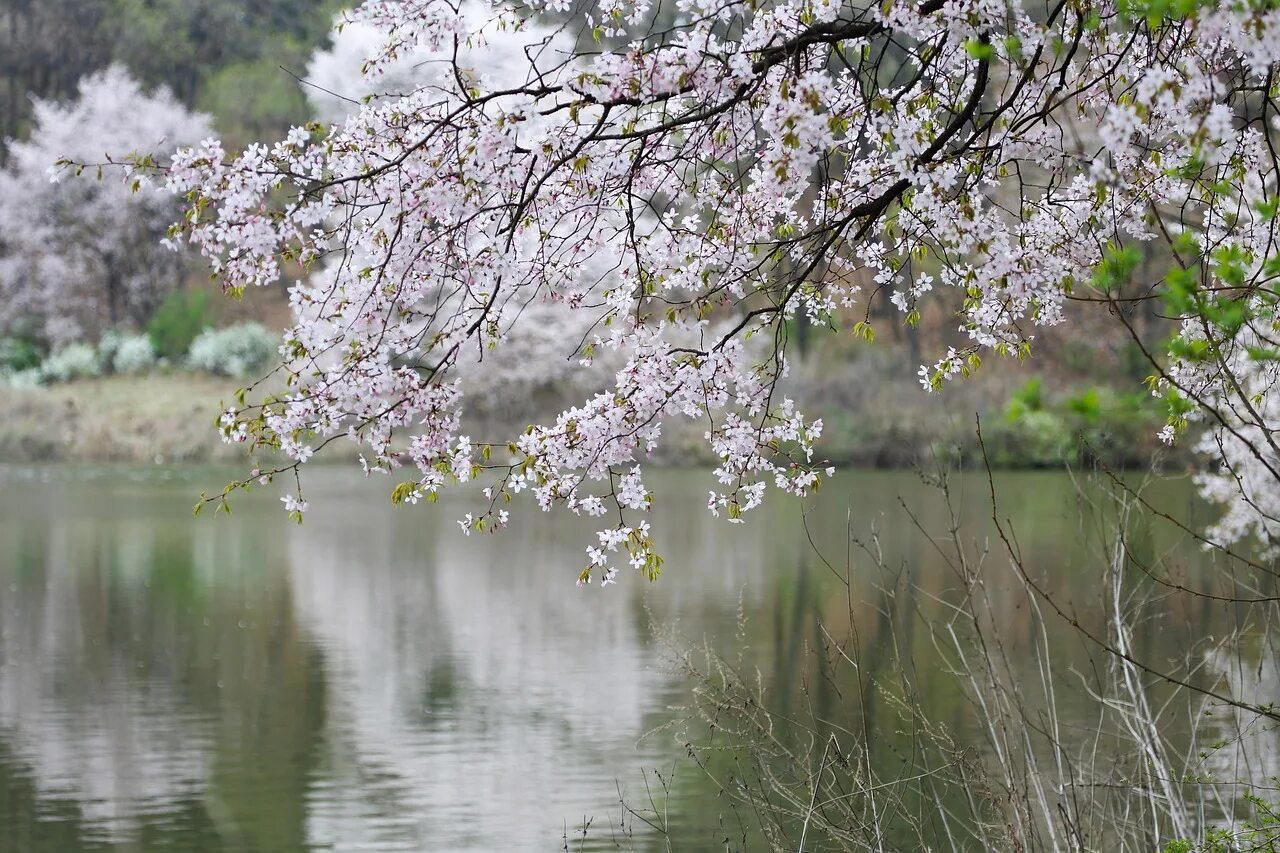 Река в цвету фото Spring, cherry blossom, wood, sakura, river - free photo from needpix.com AMP