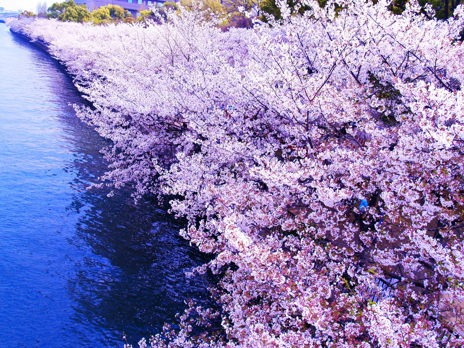 Река в цвету фото Wallpaper : pink, blue, white, flower, river, searchthebest, cherryblossom, Osak