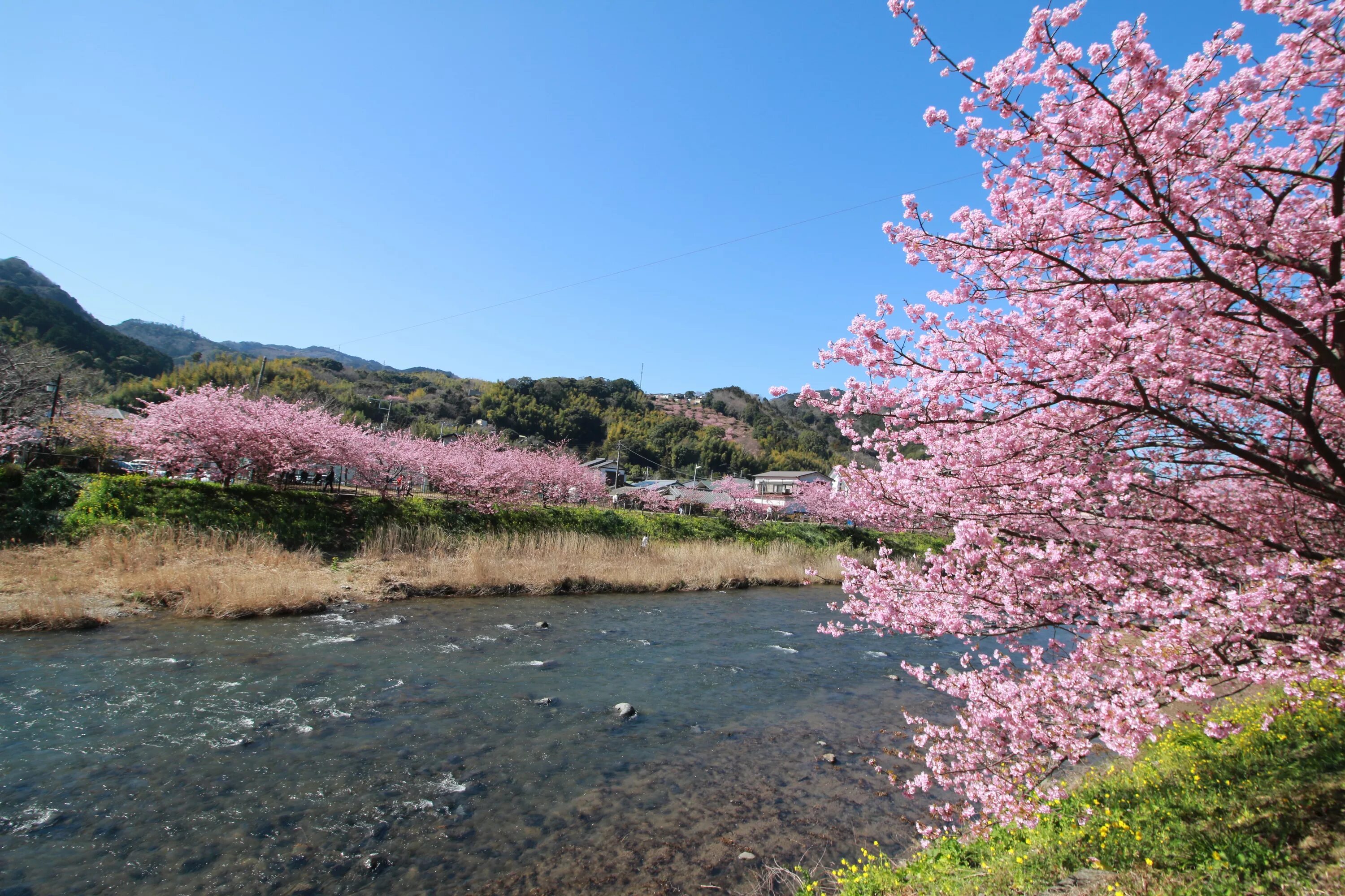 Река в цвету фото Free Images : plant, flower, river, cherry blossom 5472x3648 - - 128240 - Free s