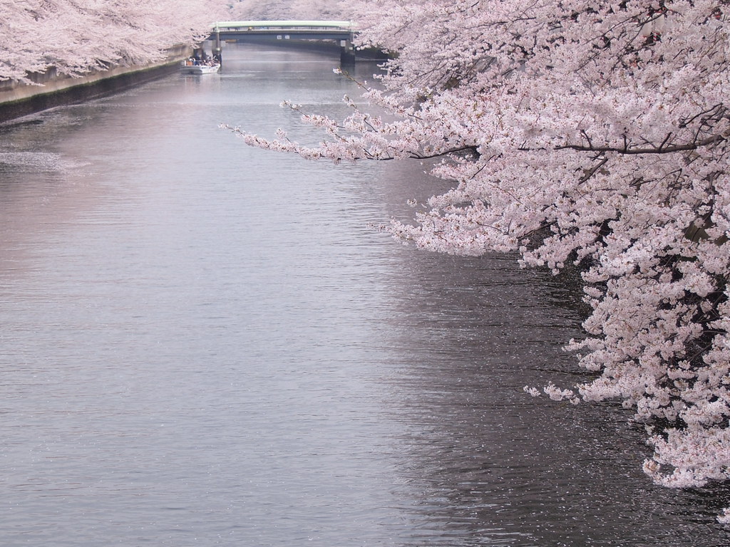 Река в цвету фото 船 遊 び a boat for seeing cherry blossoms Neconote Flickr