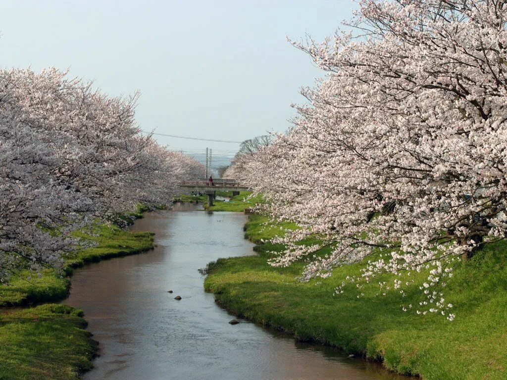 Река в цвету фото Japan Views Природа, Весна