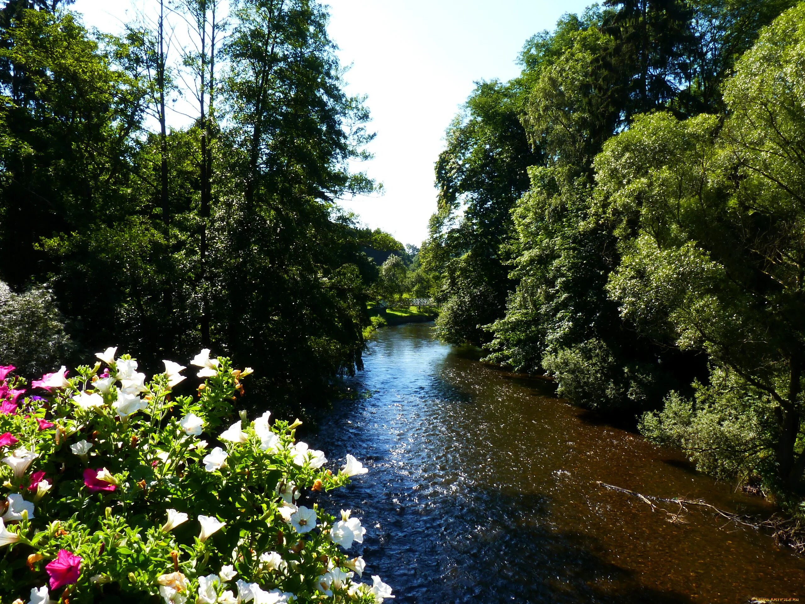 Река в цвету фото Скачать обои бельгия, walloon, region, природа, реки, озера, река, цветы, кусты 