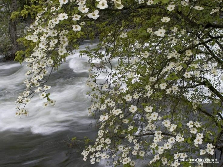 Река в цвету фото pacific-dogwoods-over-the-merced-river-yosemite-national-park-california1 Tree d