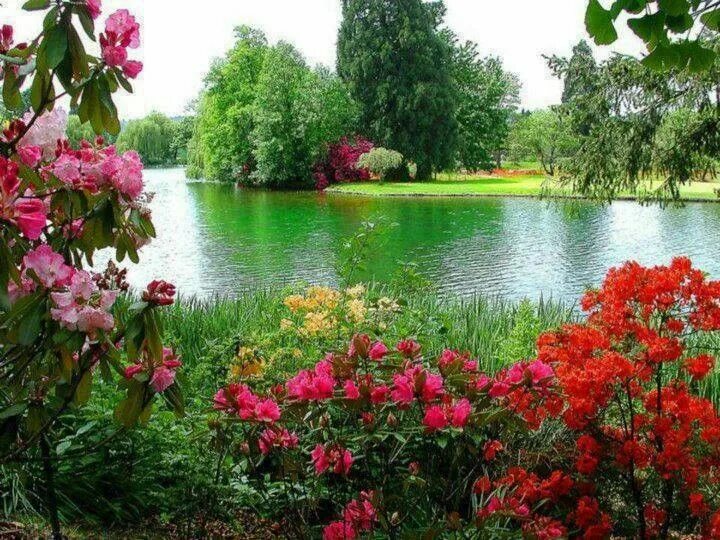 Река в цвету фото Beautiful lake Outdoor gardens, Nature garden, Beautiful nature